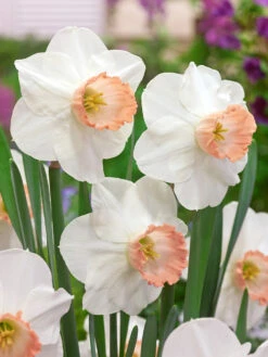 Narcissus Pink Pride 12/14cm Daffodil Pink Pride