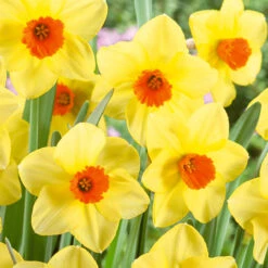 Narcissus Pipe Major 12-14cm Daffodil Pipe Major 6 Narcissus Pipe Major 12-14cm Daffodil Pipe Major -Plant Flower Store Daffodil Pipe Major 0007919 2 73772.1655202959