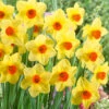 Narcissus Pipe Major 12-14cm Daffodil Pipe Major -Plant Flower Store Daffodil Pipe Major 0007919 78082.1624542679