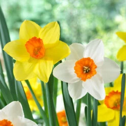 Narcissus Red Devon 12-14cm Daffodil Red Devon