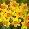 Narcissus Red Devon 10-12cm Daffodil Red Devon -Plant Flower Store Daffodil Red Devon 10 12cm 0000119 39382.1656594964