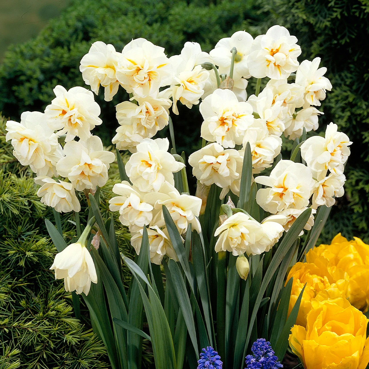 Narcissus 'Sir Winston Churchill 12-14cm Daffodil Sir Winston Churchill 4 Narcissus 'Sir Winston Churchill 12-14cm Daffodil Sir Winston Churchill - Image 2