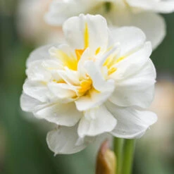Narcissus 'Sir Winston Churchill 12-14cm Daffodil Sir Winston Churchill 8 Narcissus 'Sir Winston Churchill 12-14cm Daffodil Sir Winston Churchill -Plant Flower Store Daffodil Sir Winston Churchill 0000167 15707.1692190548