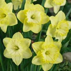 Narcissus St Patricks Day 12-14cm Daffodil St Patricks Day -Plant Flower Store Daffodil St Patricks Day 12 14cm 0000126 2 68853.1655895252