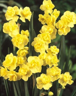 Narcissus Yellow Cheerfulness 12-14cm Daffodil Yellow Cheerfulness -Plant Flower Store Daffodil Yellow Cheerfulness DN2 0000179 2 91188.1623343134