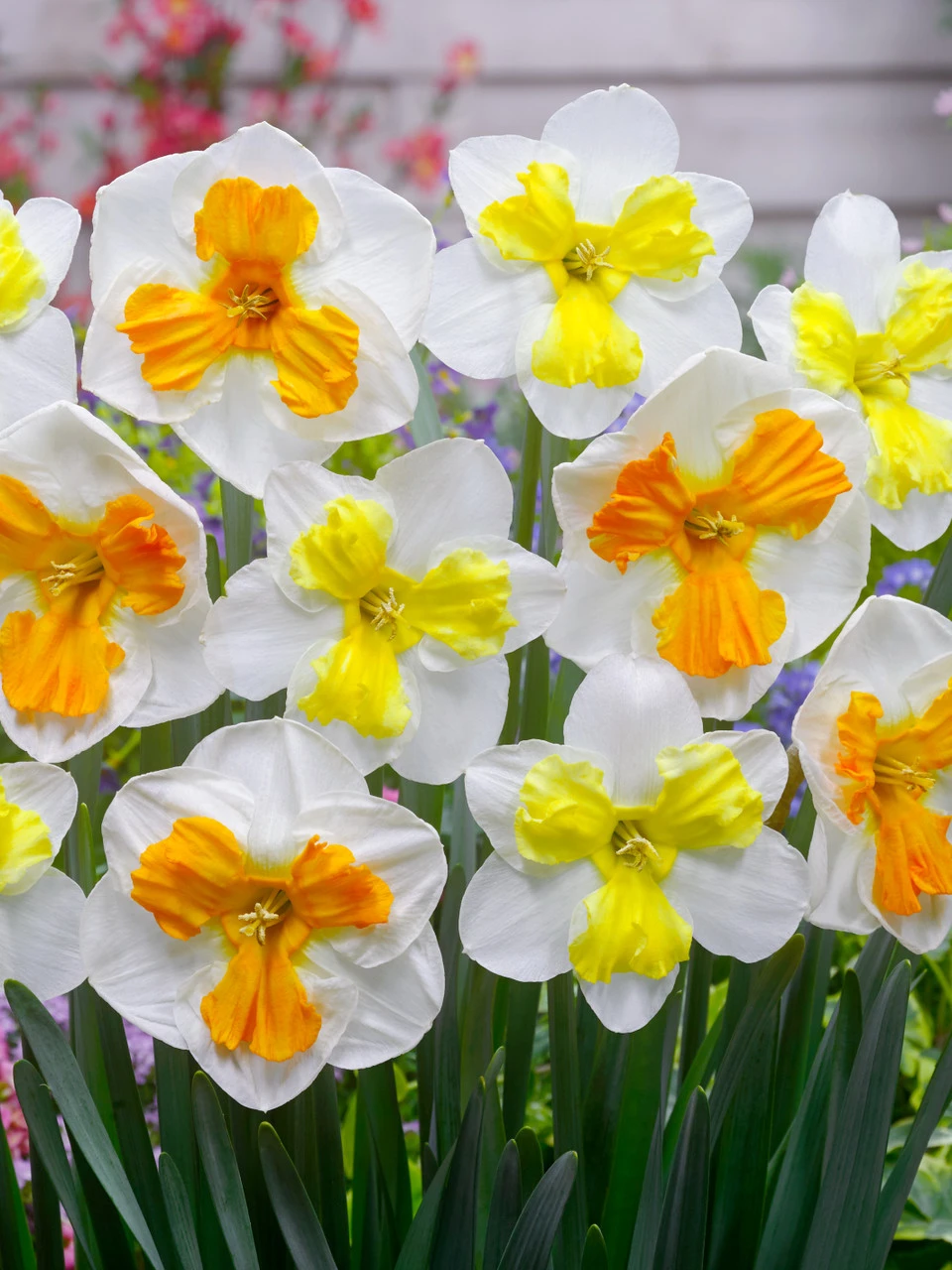 Narcissi Trilune 4 Narcissi Trilune - Image 2