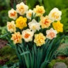 Double Narcissus Mixed 12/14cm Double Daffodils Mixed -Plant Flower Store Daffodils Double Mixed 0003772 66701.1661498895