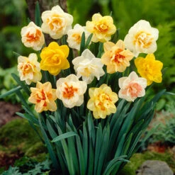 Double Narcissus Mixed 12/14cm Double Daffodils Mixed