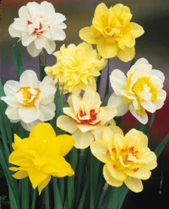 Double Narcissus Mixed 12/14cm Double Daffodils Mixed -Plant Flower Store Daffodils Double Mixed 12 14cm 0003772 2 98170.1623343524