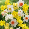 Fragrant Narcissus Mixed 10cm+ Fragrant Daffodils Mixed -Plant Flower Store Daffodils Fragrant Mixed 10 12cm 0008334 43393.1623343794