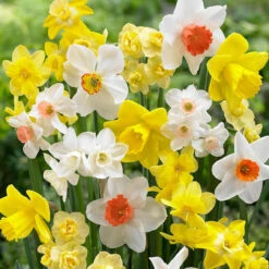 Fragrant Narcissus Mixed 10cm+ Fragrant Daffodils Mixed