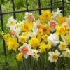Daffodil And Narcissus Mix 12-14cm Daffodils And Narcissus Mix -Plant Flower Store Daffodils and Narcissi Mix 12 14cm 0000145 29454.1661498844