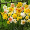 Daffs And Narcissi Mixed -Plant Flower Store Daffs and Narcissi Mixed 0003771 20970.1638879196