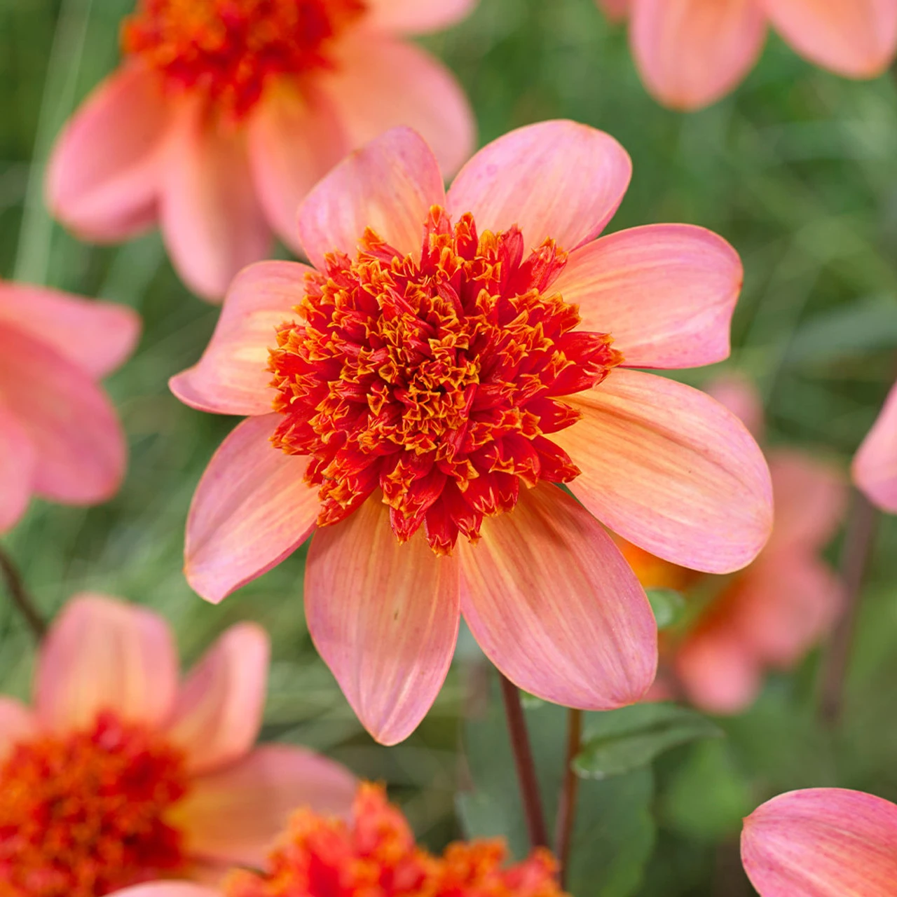 Dahlia Anemone (Powder Puff) Collection 4 Dahlia Anemone (Powder Puff) Collection - Image 2