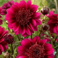 Dahlia Anemone (Powder Puff) Collection 15 Dahlia Anemone (Powder Puff) Collection -Plant Flower Store Dahlia Anemone Collection 1019786 4 57986.1671099579