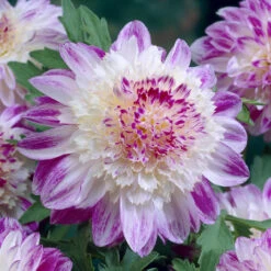 Dahlia Anemone (Powder Puff) Collection 14 Dahlia Anemone (Powder Puff) Collection -Plant Flower Store Dahlia Anemone Collection 1019786 5 03846.1671099579