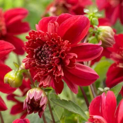 Dahlia Anemone (Powder Puff) Collection 12 Dahlia Anemone (Powder Puff) Collection -Plant Flower Store Dahlia Anemone Collection 1019786 6 50562.1671099579