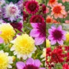 Dahlia Anemone (Powder Puff) Collection -Plant Flower Store Dahlia Anemone Collection 1019786 8 43023.1671099580