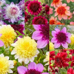 Dahlia Anemone (Powder Puff) Collection