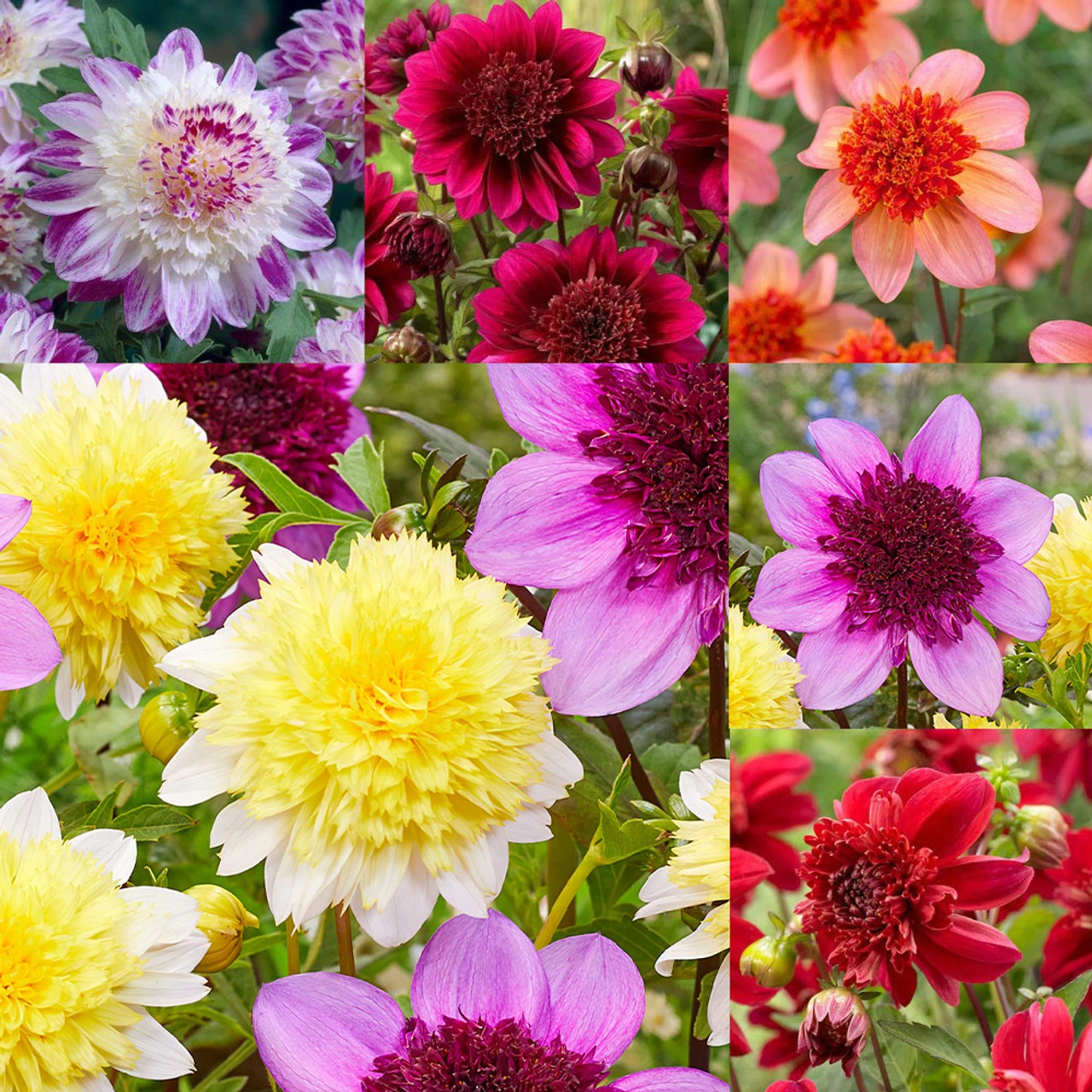 Dahlia Anemone (Powder Puff) Collection 3 Dahlia Anemone (Powder Puff) Collection