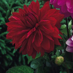Dahlia Arabian Night -Plant Flower Store Dahlia Arabian Night 0002243 2 07923.1698066032