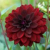 Dahlia Arabian Night -Plant Flower Store Dahlia Arabian Night 0002243 14461.1624876816