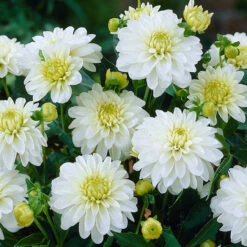 Dahlia Art Fair -Plant Flower Store Dahlia Art Fair 0005203 3 96611.1698067038