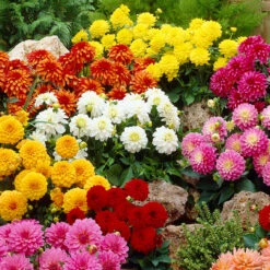 Dahlia Art Fair -Plant Flower Store Dahlia Art Fair 0005203 4 54414.1698067038