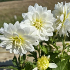 Dahlia Art Fair -Plant Flower Store Dahlia Art Fair 0005203 5 93824.1698067039