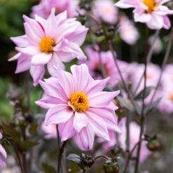 Dahlia Dark Leaf Bishop Collection -Plant Flower Store Dahlia Bishop Collection 1017881 11 64434.1672825226