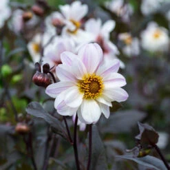 Dahlia Dark Leaf Bishop Collection -Plant Flower Store Dahlia Bishop Collection 1017881 15 94908.1672825226