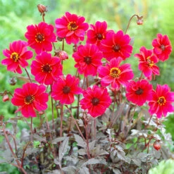 Dahlia Bishop Of Canterbury -Plant Flower Store Dahlia Bishop Of Canterbury 0004247 71958.1671098801