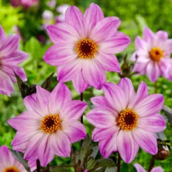 Dahlia Bishop Of Leicester -Plant Flower Store Dahlia Bishop Of Leicester 0004245 2 95348.1638290495