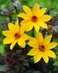 Dahlia Bishop Of York 6 Dahlia Bishop Of York -Plant Flower Store Dahlia Bishop Of York 0002231 49449.1671098628