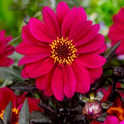 Dahlia Bishop Of Canterbury -Plant Flower Store Dahlia Bishop of Canterbury 0004247 2 84346.1671098801