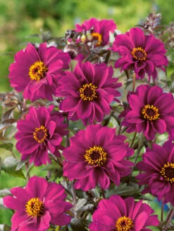 Dahlia Bishop Of Canterbury -Plant Flower Store Dahlia Bishop of Canterbury 0004247 2 85112.1671098801