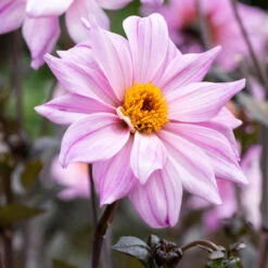 Dahlia Bishop Of Leicester -Plant Flower Store Dahlia Bishop of Leicester 0004245 4 53967.1638290496