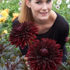 Dahlia Black Jack -Plant Flower Store Dahlia Black Jack 0008902 2 17448.1631786399
