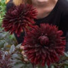 Dahlia Black Jack -Plant Flower Store Dahlia Black Jack 0008902 77364.1631786399