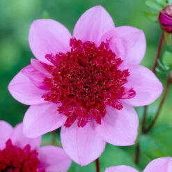 Dahlia Blue Bayou 10 Dahlia Blue Bayou -Plant Flower Store Dahlia Blue Bayou 0005247 2 05297.1671099396