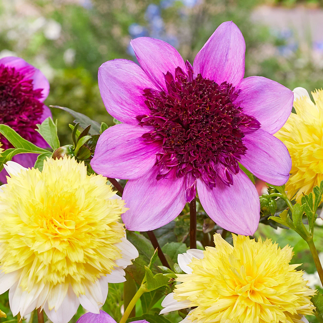 Dahlia Anemone (Powder Puff) Collection 9 Dahlia Anemone (Powder Puff) Collection - Image 7