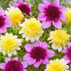 Dahlia Blue Bayou 9 Dahlia Blue Bayou -Plant Flower Store Dahlia Blue Bayou 0005247 4 12707.1671099397