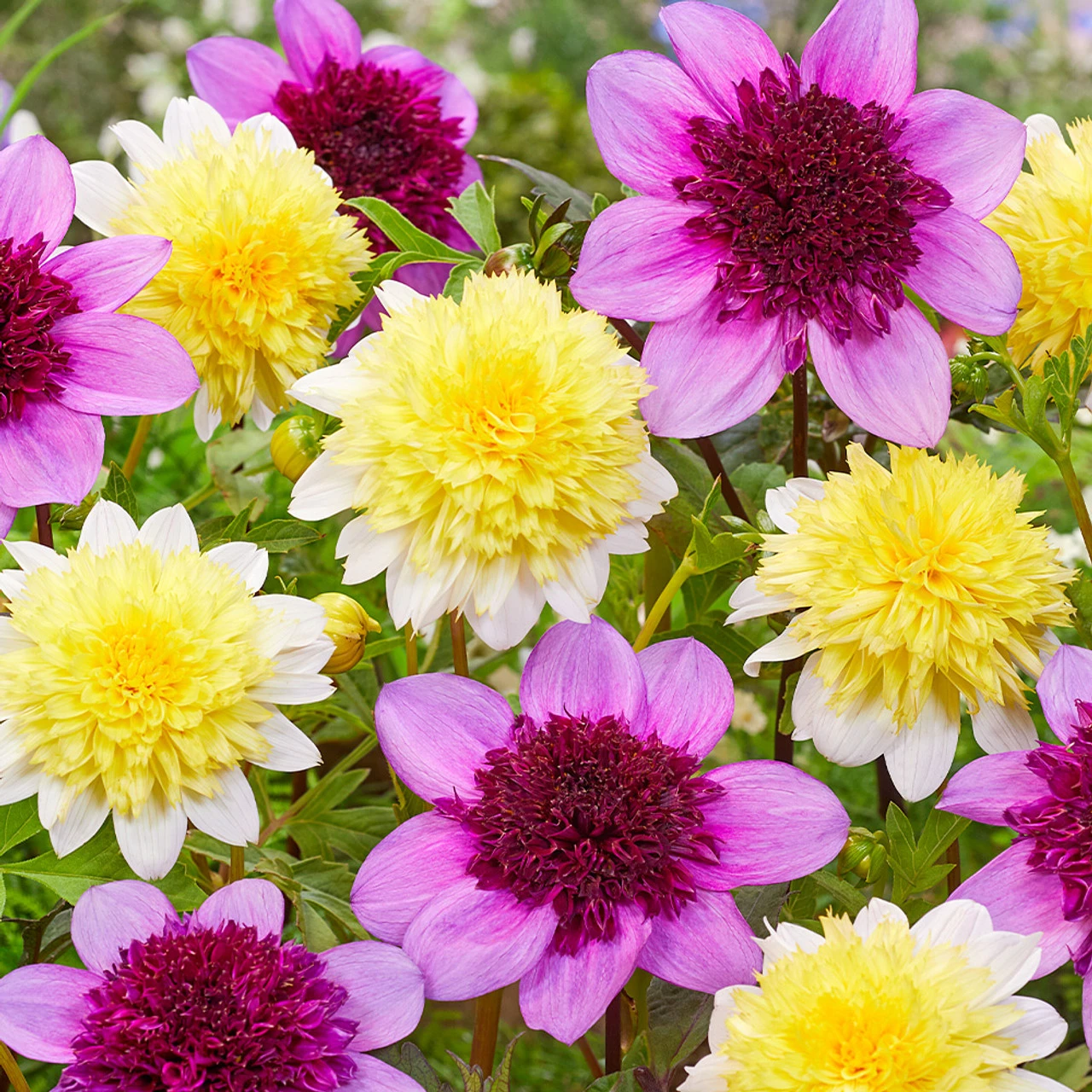 Dahlia Blue Bayou 5 Dahlia Blue Bayou - Image 3