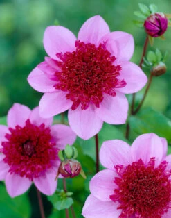 Dahlia Blue Bayou 8 Dahlia Blue Bayou -Plant Flower Store Dahlia Blue Bayou 0005247 41356.1671099396