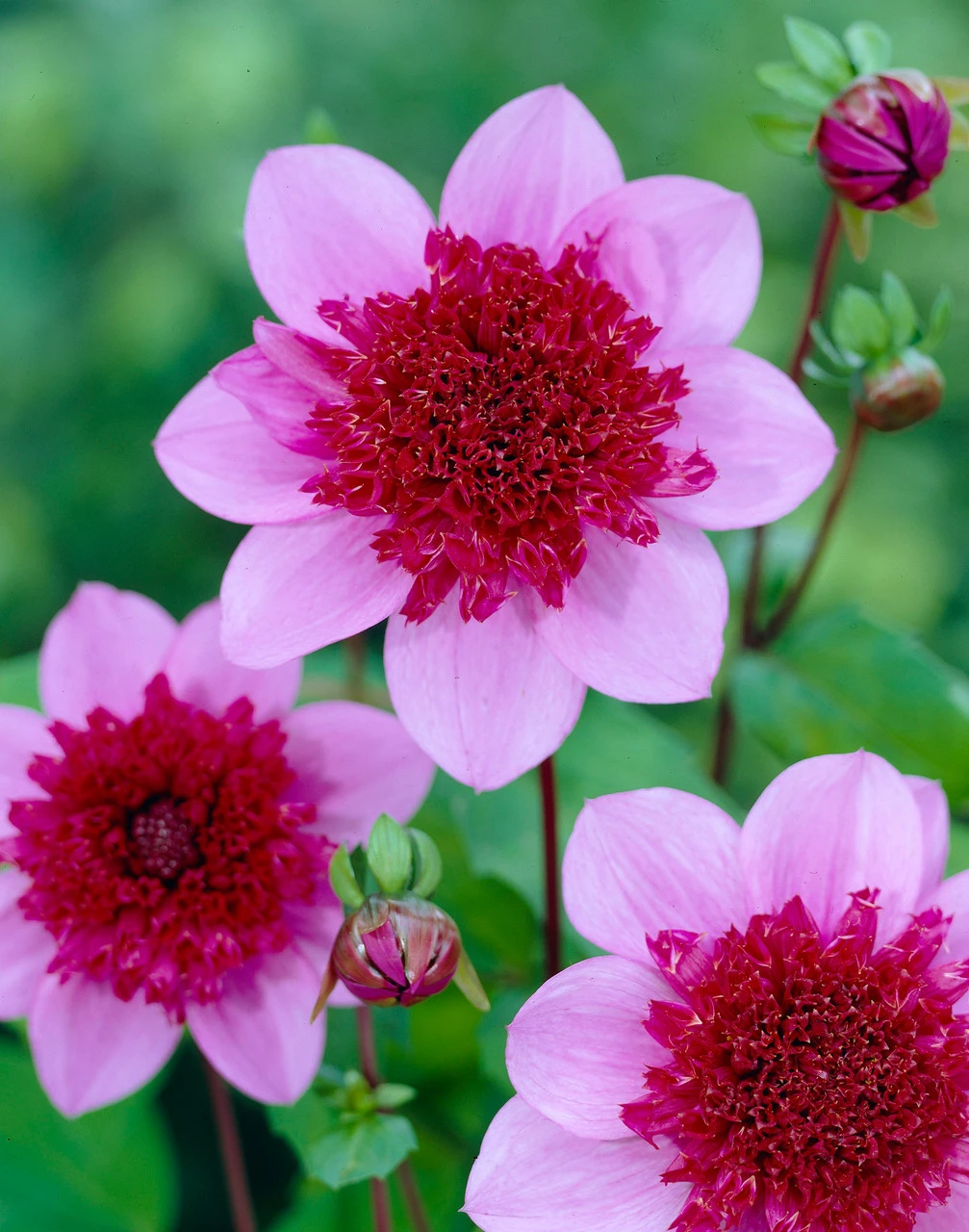 Dahlia Blue Bayou 4 Dahlia Blue Bayou - Image 2