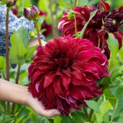 Dahlia Bohemian Sparticus