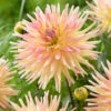 Dahlia Cabana Banana -Plant Flower Store Dahlia Cabana Banana 0007993 49337.1623341882