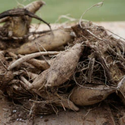 Dahlia Mingus Joshua 5 Dahlia Mingus Joshua -Plant Flower Store Dahlia Cactus DA Mingus Joshua 0009562 2 65993.1637337556