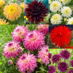 Dahlia Cactus Deer Anterler Collection