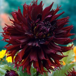 Dahlia Cactus Deer Anterler Collection -Plant Flower Store Dahlia Cactus Deer Anterler Collection 1022172 4 82857.1637330838